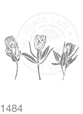 Protea Hand Drawn Illustration Stencil 1484 Plants and flowers reusable stencils